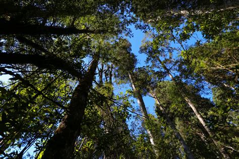 Proyecto Bosques Permitir Gestionar Sustentablemente M S De Mil