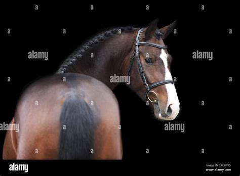 Oldenburg Horse stallion Stock Photo - Alamy