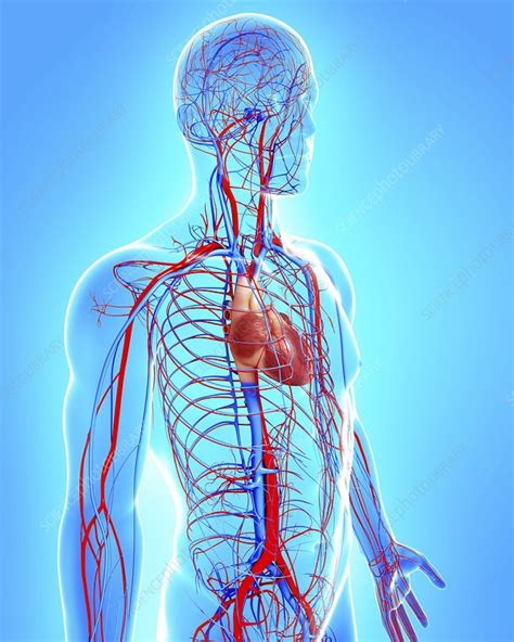 Male Cardiovascular System Artwork Stock Image F005 9215 Science