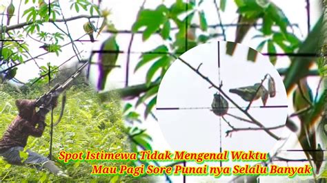 Berburu Punai Spot Ini Tidak Mengenal Waktu Pagi Sore Selalu Banyak