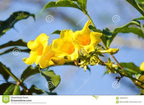 Yellow Cascabela Thevetia Flower Stock Image - Image of freshness ...