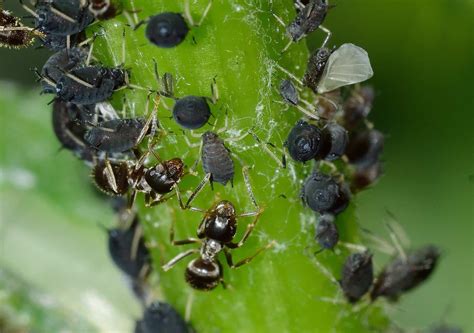 DIY Organic Aphid Spray Recipe for the Garden • The Prairie Homestead