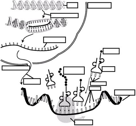 Unit V Dna Study Guide Diagram Quizlet