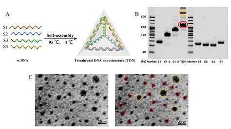 Figure 1 From Self Assembled Tetrahedral Dna Nanostructures Promote Neural Stem Cell