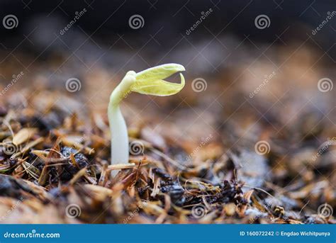 Close Up Organic Sprouting Beans On Cultivated Soil Bean Sprout Seed