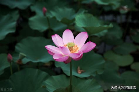 藕花诗词的诗歌诗意（早秋藕花诗词五首） 我爱育娃