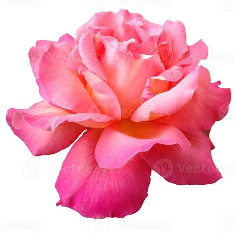 peace flower 2