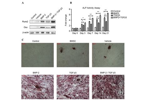 Synergistic Effects Of Overexpression Of Bmp And Tgf On Osteogenic