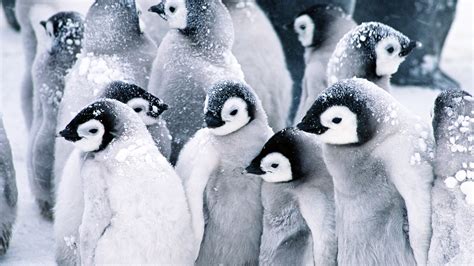 Penguin Desktop Wallpaper - EnWallpaper