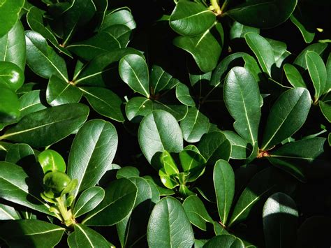 Download Plant Textures Wallpaper | Wallpapers.com 