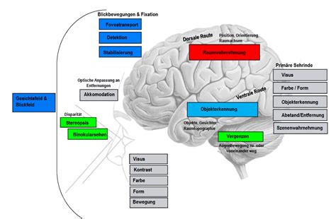 Visuelle Wahrnehmung Bersicht Neuropsy Diagnostik Visuelle