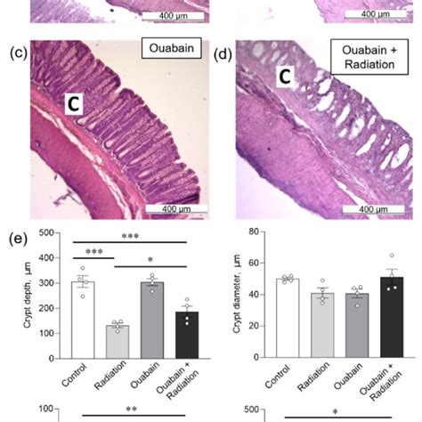 Histomorphometric Parameters Of The Rat Colon Tissue A D H E Stained