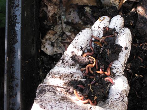 Worm Composting for Beginners | Central Coast Gardening