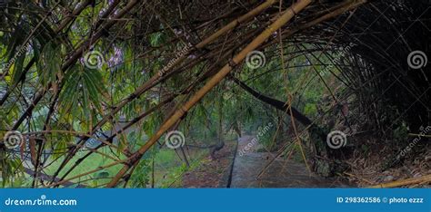 Views Of Forests In Indonesia Views Of Rivers And Bamboo In The Forest