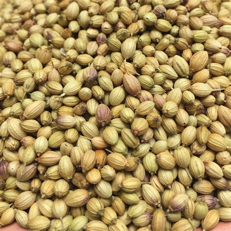 Coriander Dhania Seeds Organic Store In Chennai Shandy Organic