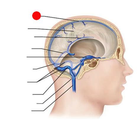 Neuroanatomy Meninges And Dural Venous Sinuses Flashcards Quizlet