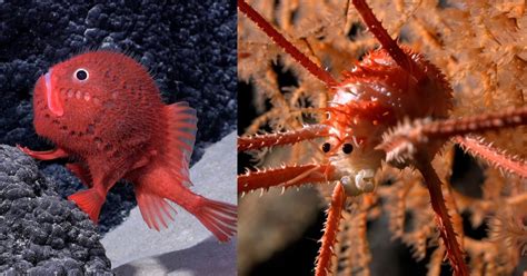 Scientists Photograph Hundreds of Never-Before-Seen Deep Sea Species ...