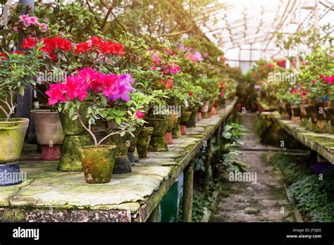 Blumen Im Alten Gew Chshaus Rhododendron Blumen Und Tropischen