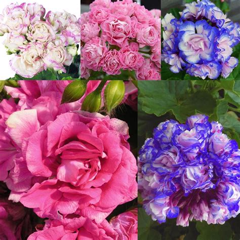 Buy Night Blue Geranium Bonsai Appleblossom Rosebud Pelargonium Flower