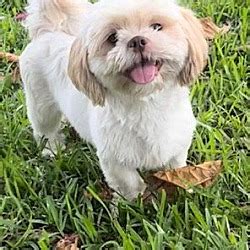 Davie Fl Shih Tzu Meet Eva Theodore A Pet For Adoption