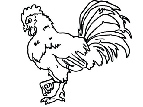 Rooster Coloring Pages For Adults At Free Printable Colorings Pages To Print