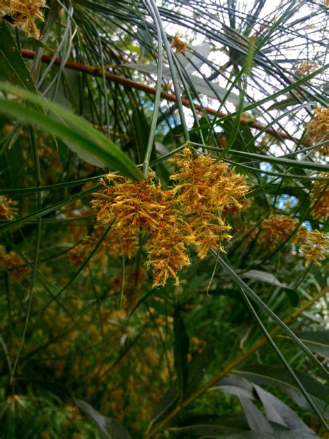 Cyperus Papyrus - Cold-hardy.com