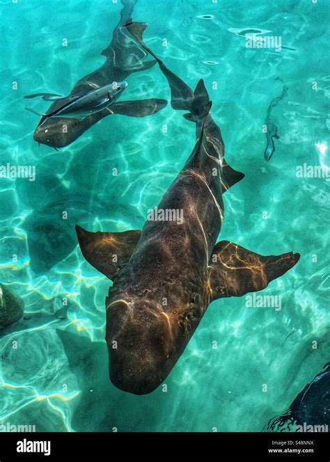 Nurse Sharks At Compass Cay In The Bahamas Stock Photo Alamy