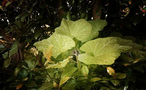 Cour Feuille Plante La Photo Gratuite Sur Pixabay Pixabay