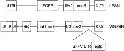 Schematic Representation Of The Vectors Used The Retroviral Vector