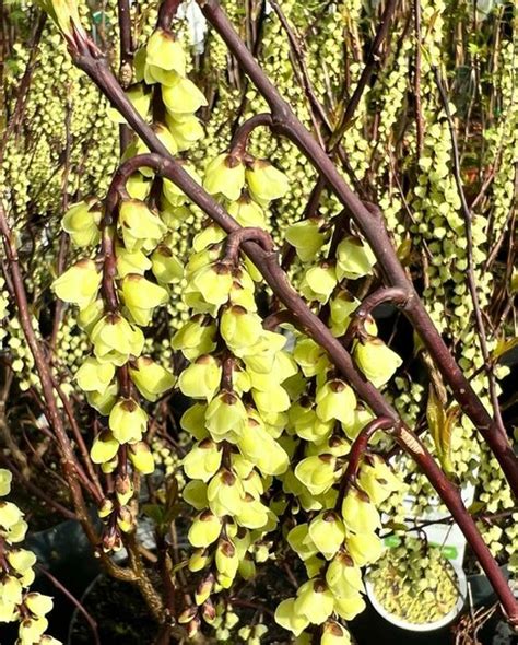 Stachyurus Chinensis Celina Total Height Cm Pot Cm