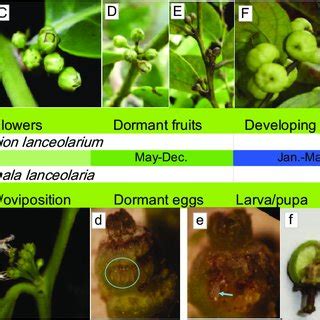 Plant phenology and flower functional phases in Glochidion lanceolarium ...