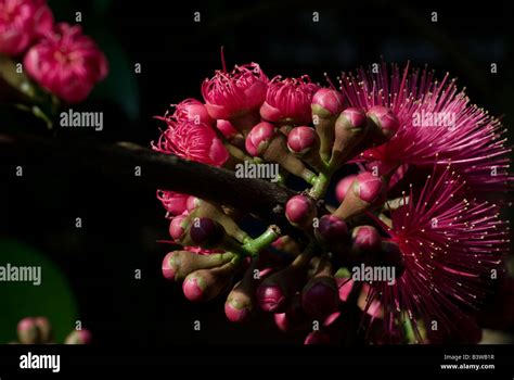 The flower of Syzygium samarangense or Eugenia javanica is a species in ...