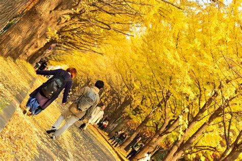 秋の札幌の紅葉巡り 北海道大学イチョウ並木に大感動ーっ♪ ぽてとのまったりぶらり旅 秋の章