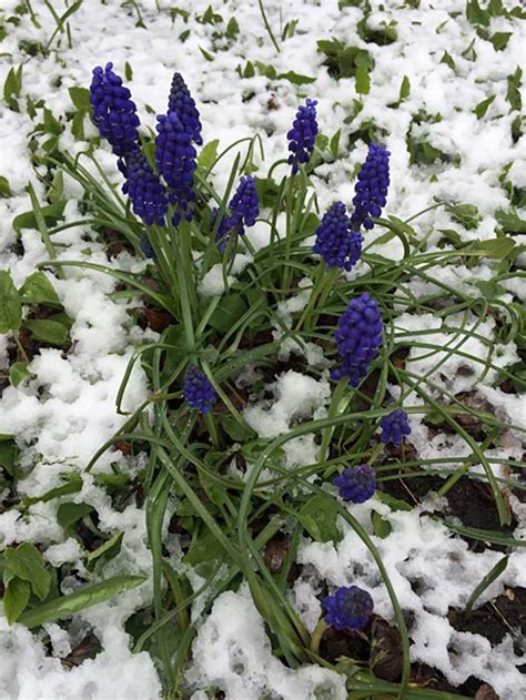 Flowers in Snow - The West End News