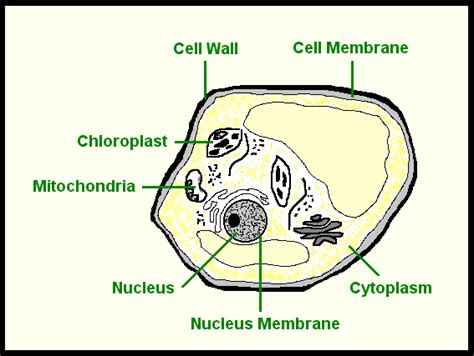 Labeled Plant Cell Diagram For Kids Cell parts