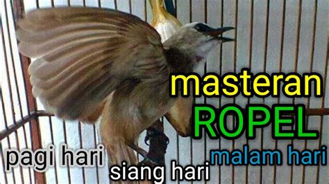 Masteran Trucukan Ropel Panjang YouTube