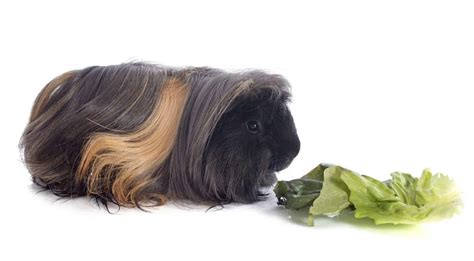 Peruvian Guinea Pig | Keeping Peruvian Pet Guinea Pigs | Hutch and Cage