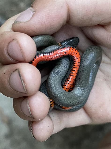 Epic Day Herping W My 5 Year Old And His Friend That Culminated W A