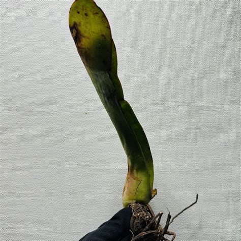 Yahooオークション K1 希少 Aloe Haemanthifolia Kumara 眉刷毛錦