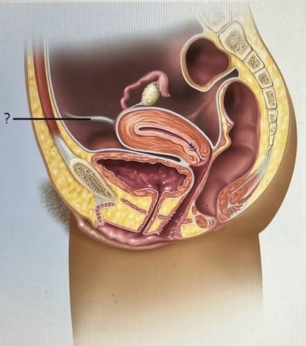 Anatomy Exam 4 Ch 27 28 Flashcards Quizlet