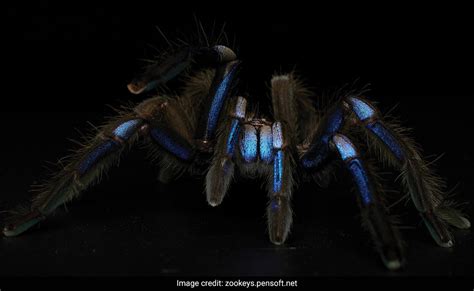 New Electric Blue Tarantula Species Discovered In Thailand