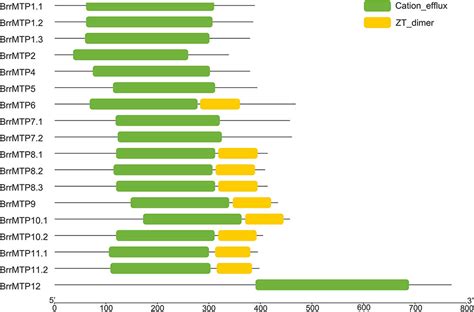 Frontiers Genome Wide Identification And Expression Analysis Of The