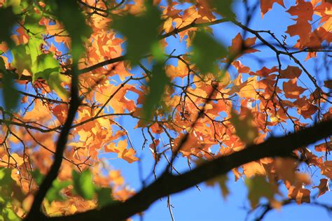 Kostenlose Foto Baum Natur Draussen Ast Sonnenlicht Blatt