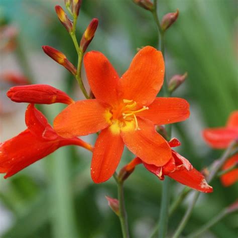 Constance Agm Crocosmia From Trecanna Nursery Uk