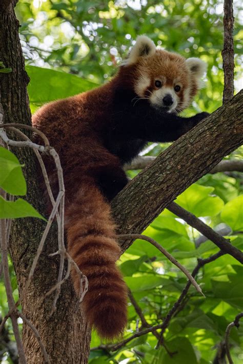 300 Best Names For Red Panda Name Generator And Ideas Fluentslang