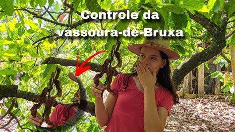 VASSOURA DE BRUXA NO CACAUEIRO Principais Sintomas E Controle