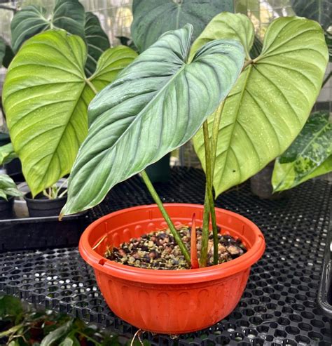 Philodendron Sp Colombia Furniture Home Living Gardening Plants