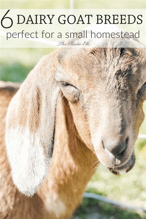 6 Dairy Goat Breeds Perfect For A Small Homestead Dairy Goats Goat