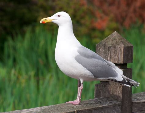 NW Bird Blog: Herring Gull