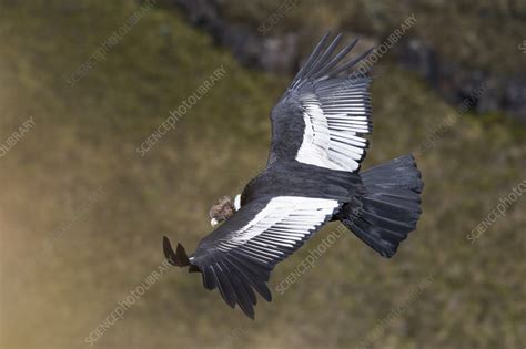 Andean condor male flying - Stock Image - C055/7738 - Science Photo Library